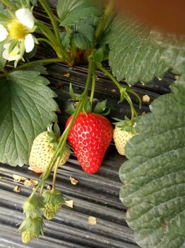 湖北奶油草莓苗种植方法