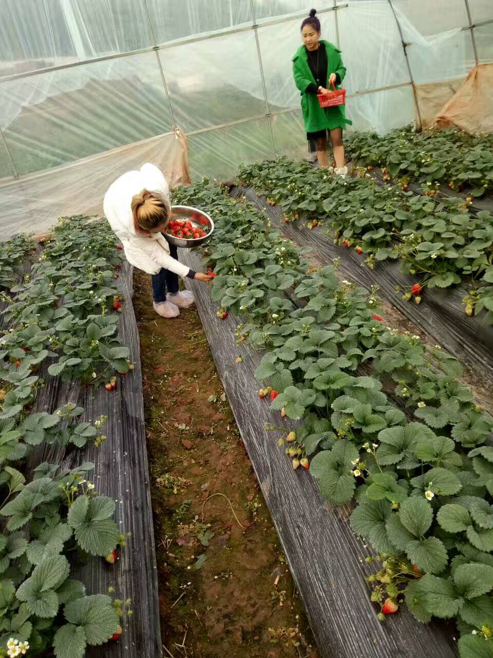 广东红颜草莓苗成熟期价格高