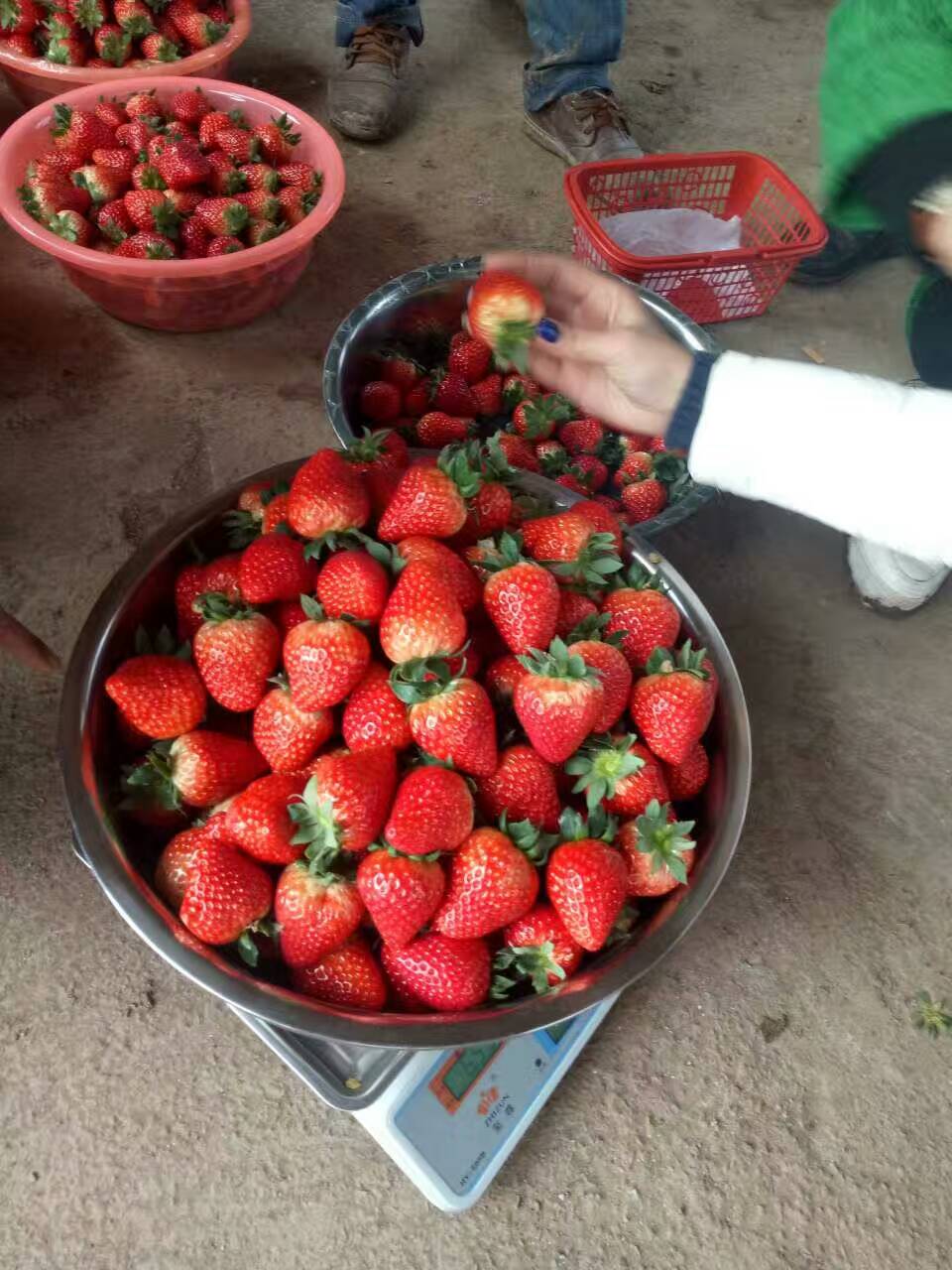 贵州甜宝草莓苗哪里便宜