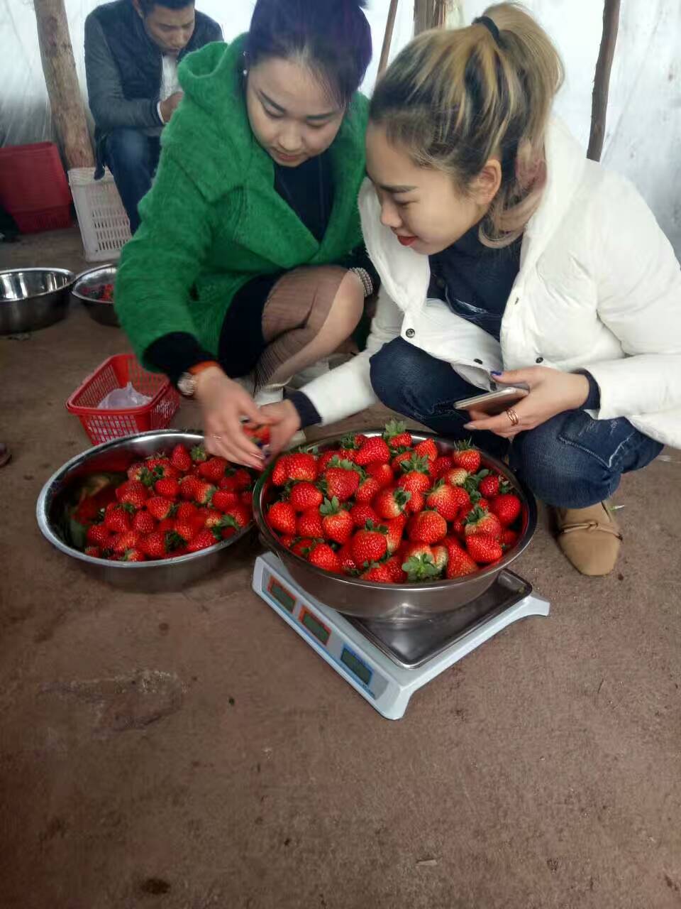 江苏贵草莓苗新品种产地在哪