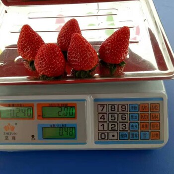 新疆小白草莓苗哪里有