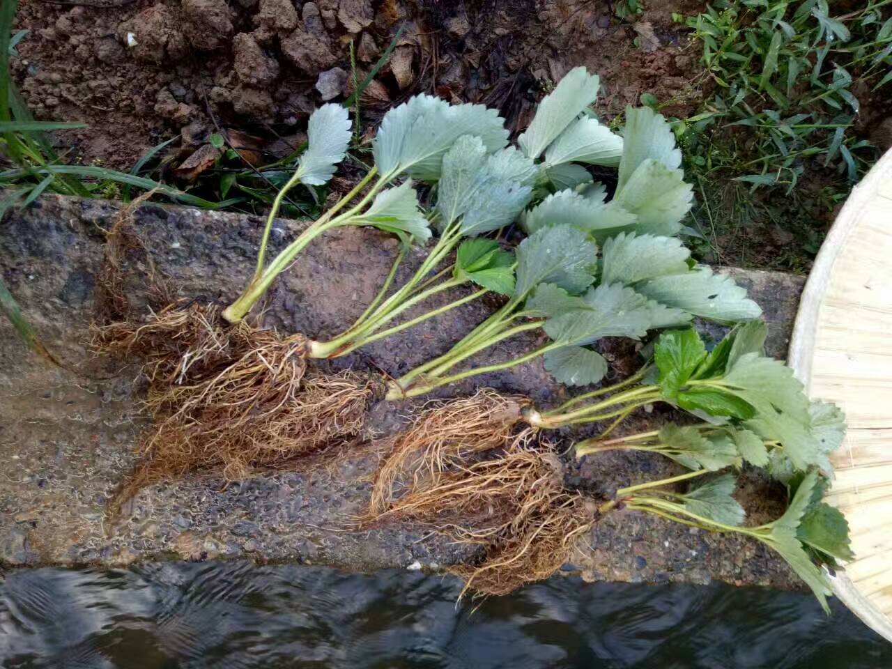 河北爱莎草莓苗亩种植数量