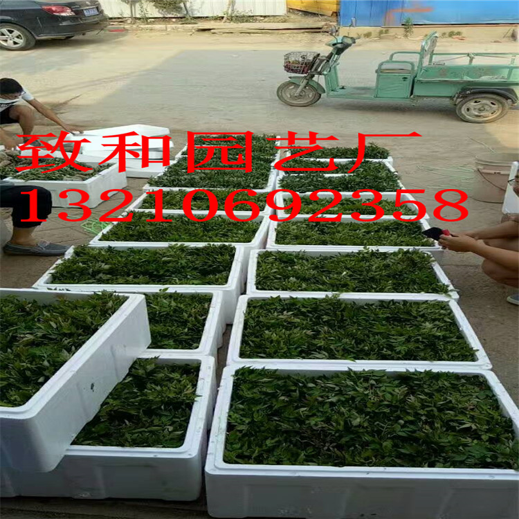 贵州越心草莓苗培育基地