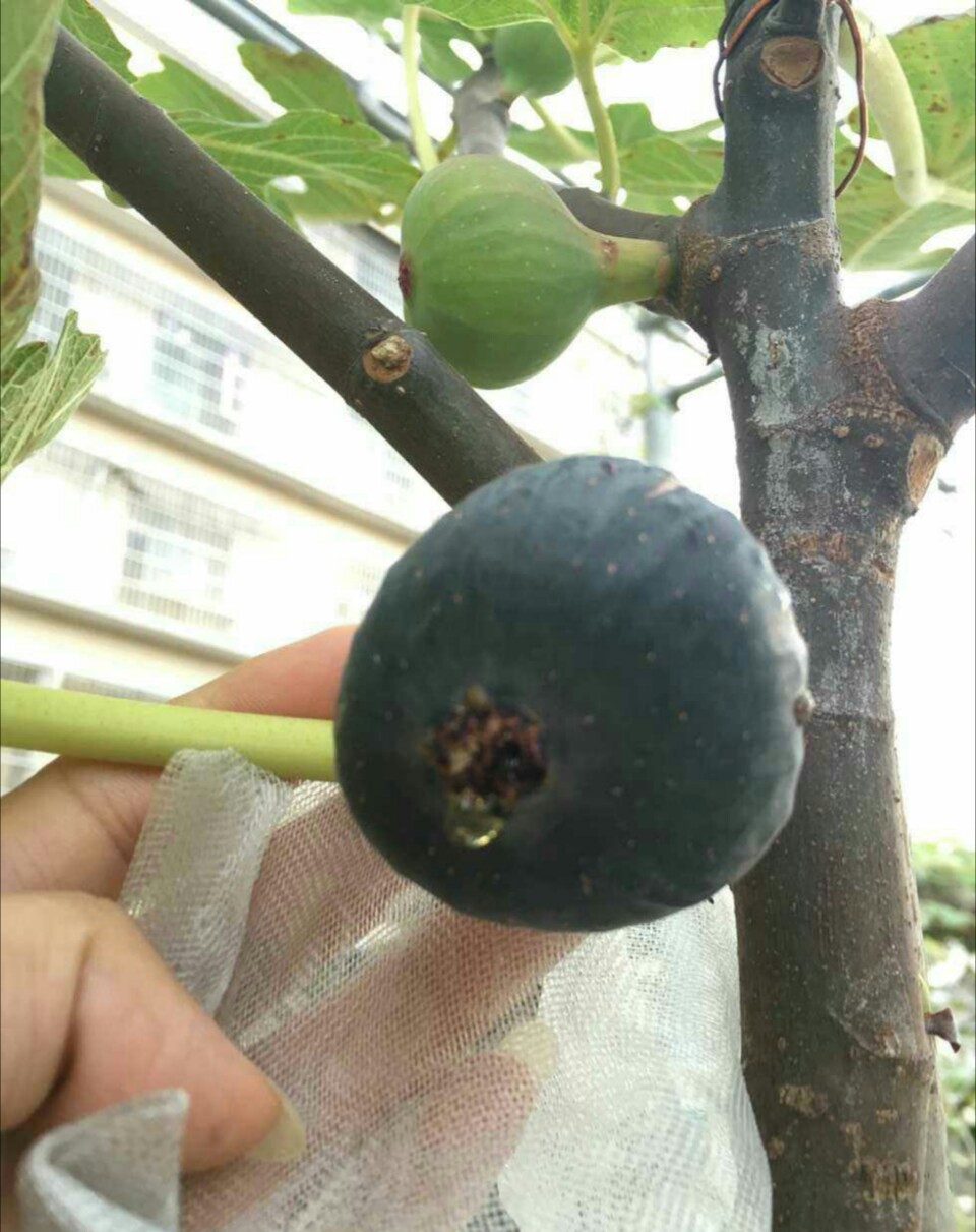 紫苏蕾斯无花果苗:又名紫蕾,日本紫果,法国紫果,山东林科院