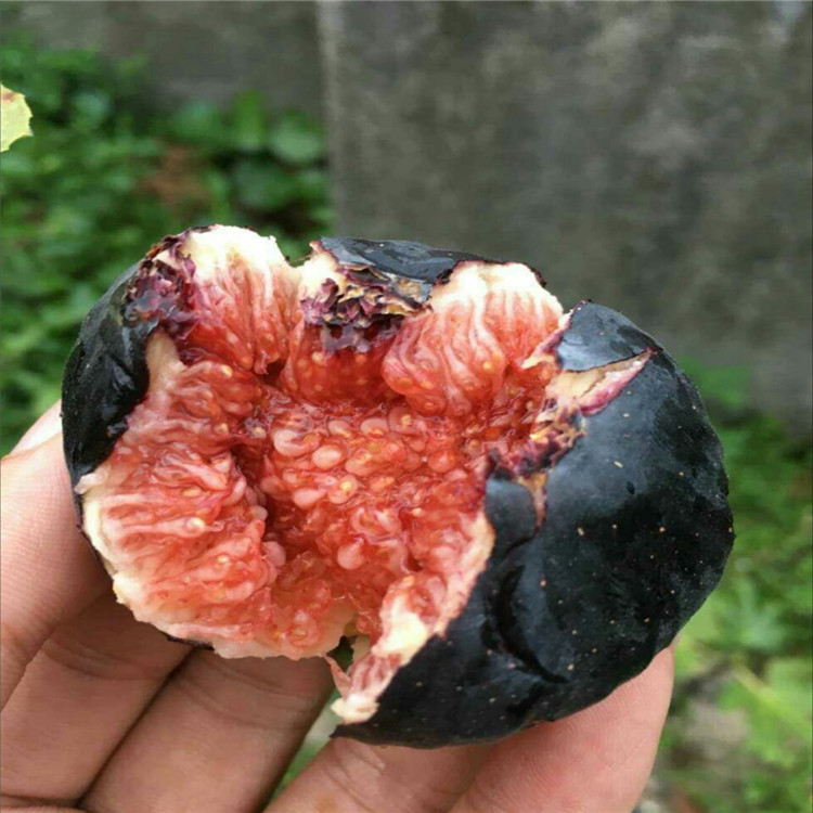 云南中農(nóng)紅無(wú)花果苗2018年價(jià)格行情