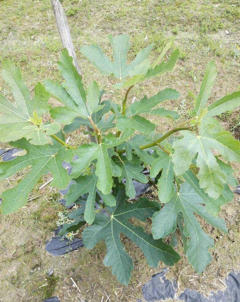 重庆青皮无花果苗基地