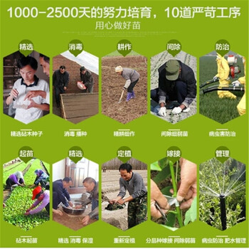 丰水梨树苗2018年价格行情耐涝的果树品种