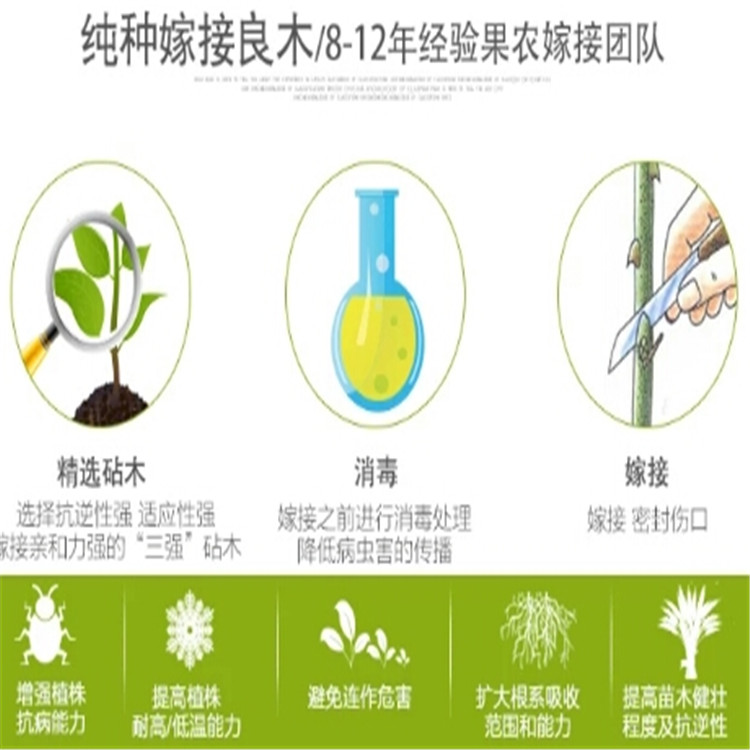 新梨7号树苗批发 种植前景介绍