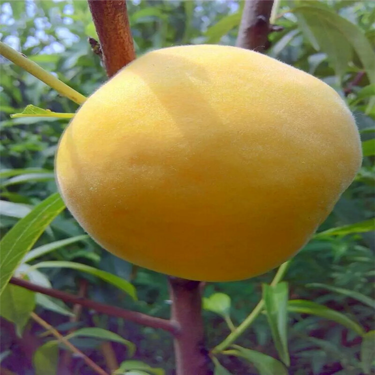 紅寶石梨樹苗成熟后口感好 培育基地