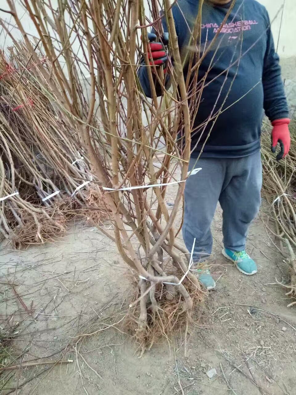 沙梨树苗怎么样种植成活率高 格