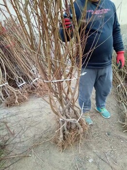 3公分占地桃樹品種介紹