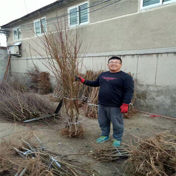 新梨7号树苗批发种植前景介绍