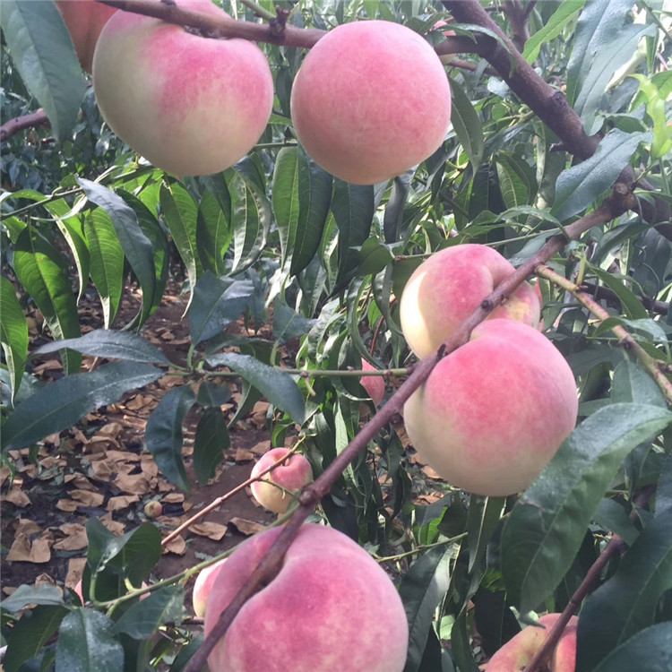 沙梨樹苗種植前景介紹 抗病好的品種