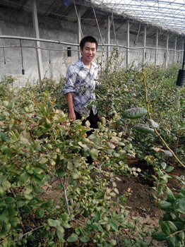 安徽蓝莓苗品种介绍