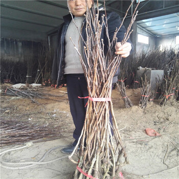 恐龍蛋李子樹苗幾年掛果恐龍蛋李子樹苗
