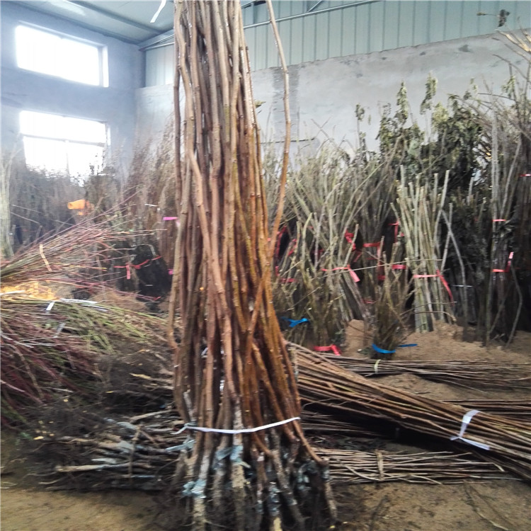 磨盤柿子苗哪里好  火晶柿子苗
