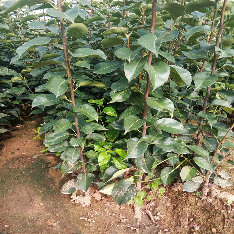 陽(yáng)豐甜柿子苗價(jià)格