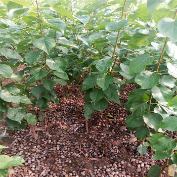 甜心柿子苗怎么樣甜柿子樹苗