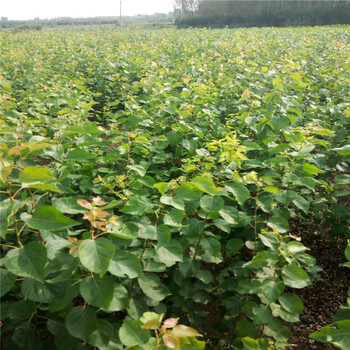 葫蘆柿苗穩(wěn)產(chǎn)種植技術(shù)