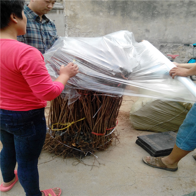 华硕苹果苗怎么样种植成活率高