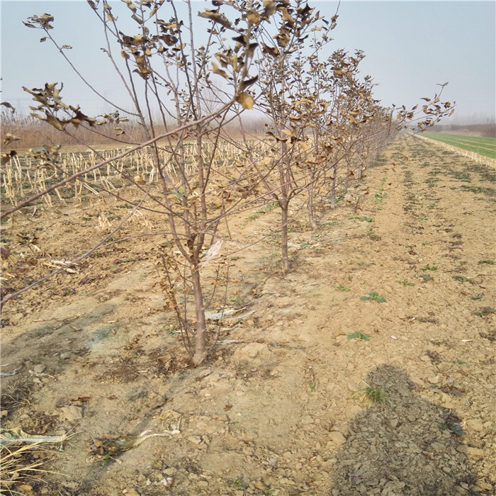 红蜜脆苹果树苗亩种植数量