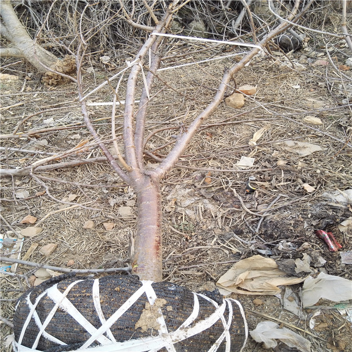 维纳斯苹果苗  维纳斯苹果苗培育基地