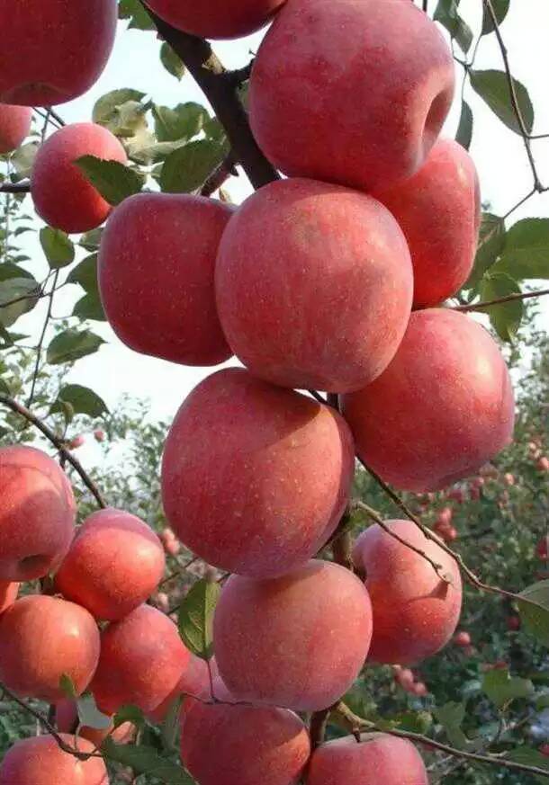 柱状苹果苗  柱状苹果苗成熟期好品种