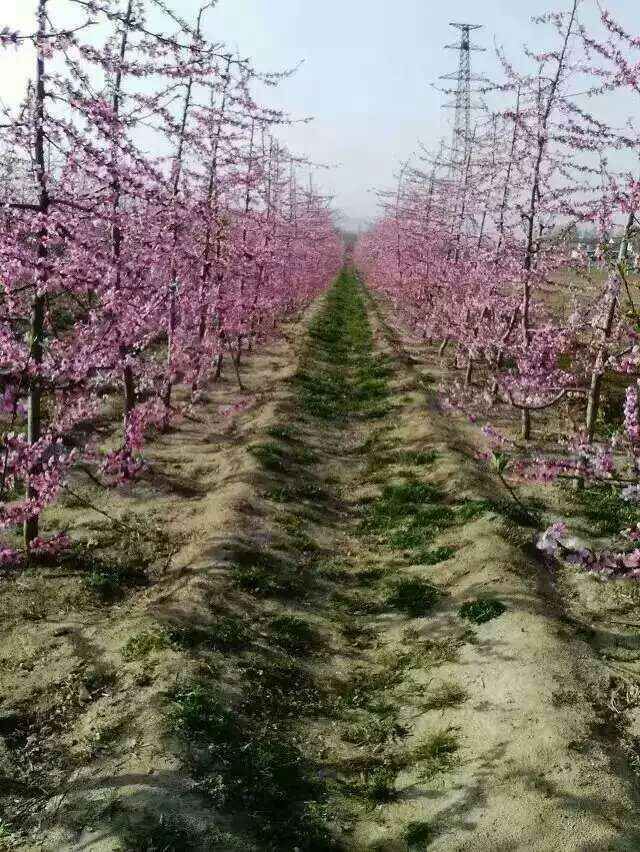 郑州华星苹果树苗一亩地产量