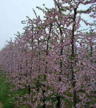 短枝富士苹果苗示范基地