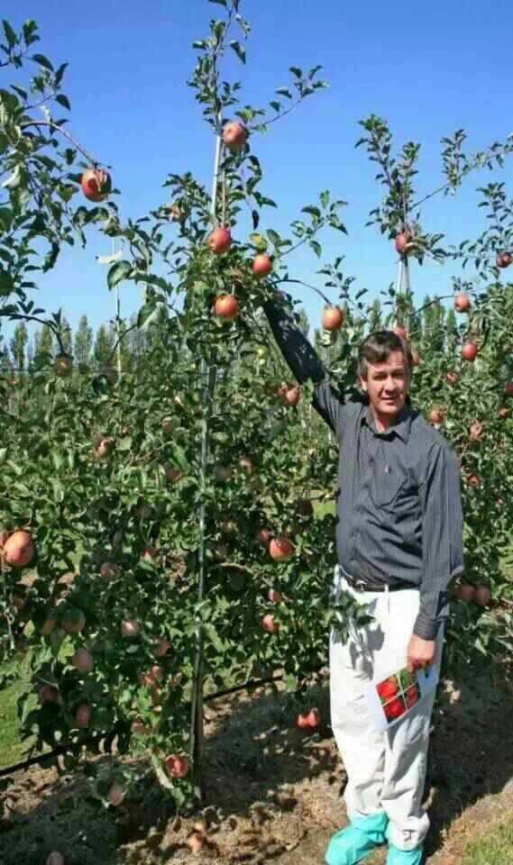 3公分苹果树苗哪里便宜