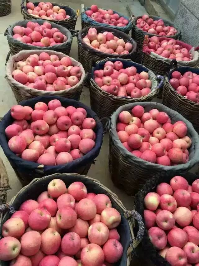 水晶富士苹果苗一亩地产量
