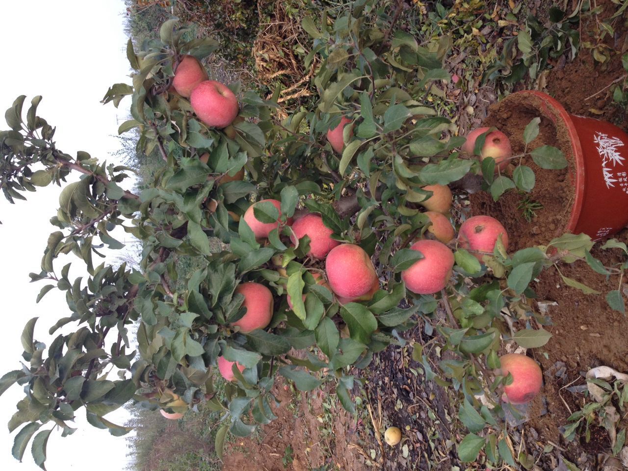 1米高苹果树苗成熟期好品种