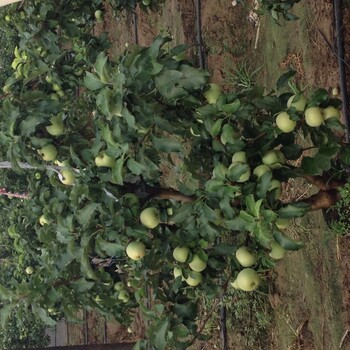 郑州华星苹果树苗一亩地产量