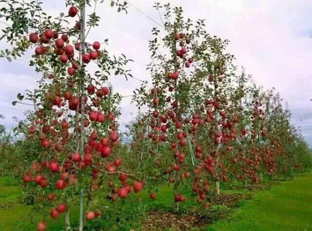 美八苹果苗好销售的新品种