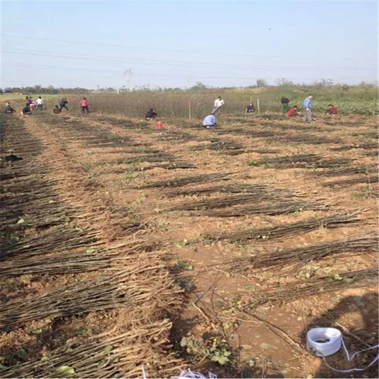 秋月梨树苗一亩地产量 挂果时间1年结果