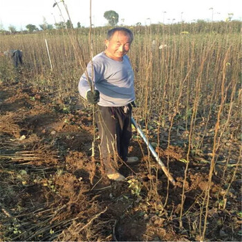 玉露香梨树苗种植前景介绍品种的果树