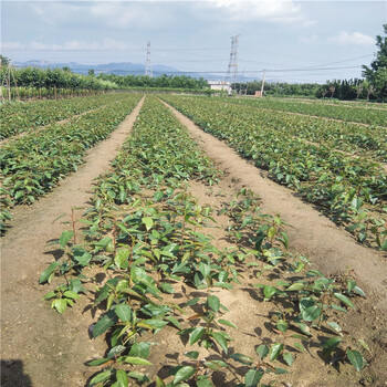 华山梨树苗怎么样种植成活率高耐涝的果树品种