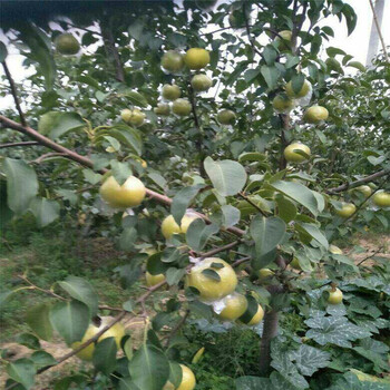 貢梨樹苗杜梨占木的梨樹苗培育基地