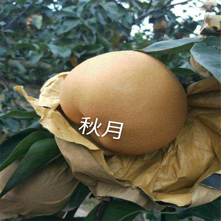 豐水梨樹(shù)苗批發(fā)商 抗病好的品種