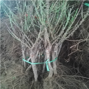 紅寶石梨樹苗種植前景介紹