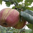 早酥红梨树苗保证品种的果树