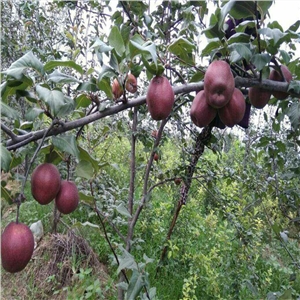豐水梨樹苗抗病好的品種 穩(wěn)產(chǎn)種植技術(shù)