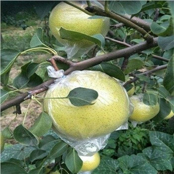 3公分梨树苗好销售的新品种