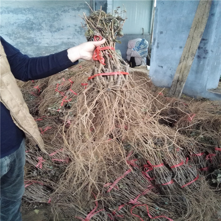 红巴拉多葡萄苗种植前景介绍稳产种植技术