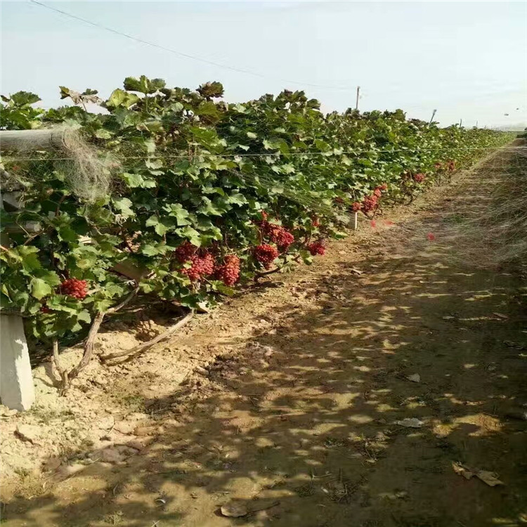 早霞玫瑰葡萄苗好销售的新品种挂果时间1年结果