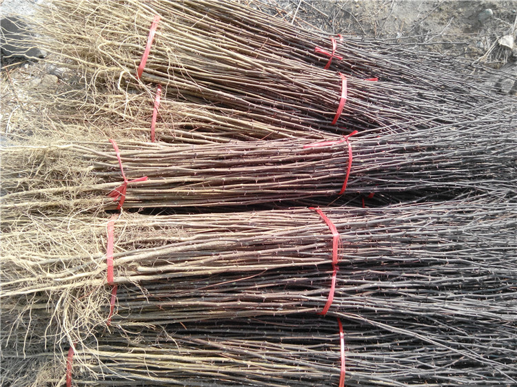 1米高花椒苗基地什么時(shí)間種植成活率高