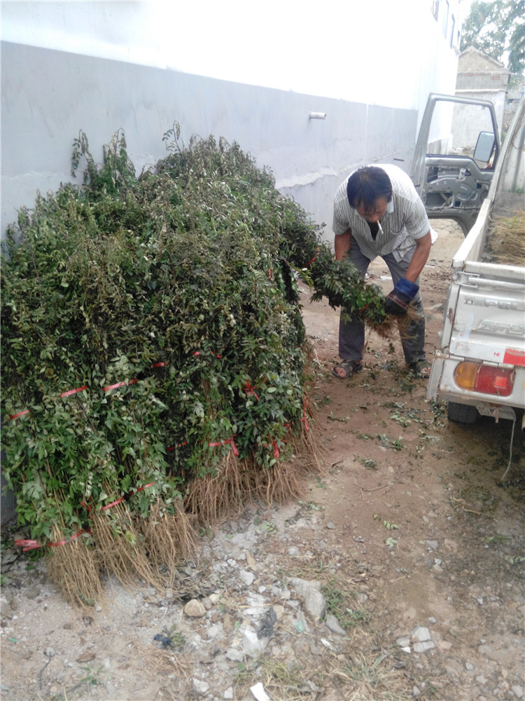 1公分花椒苗货到付款适合栽种的地区