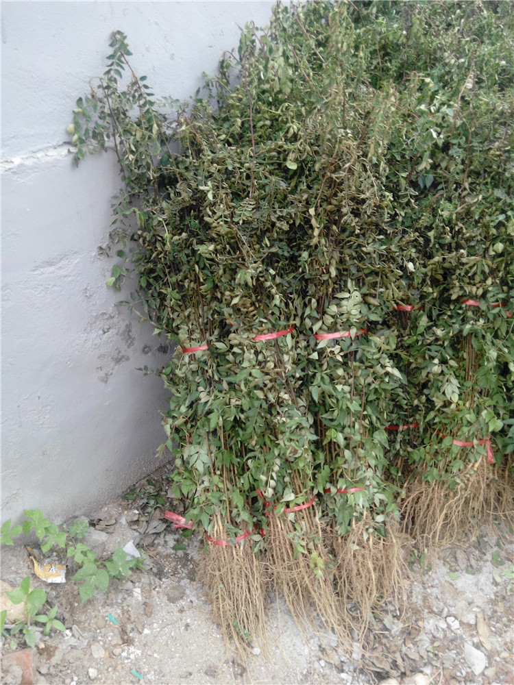 獅子頭花椒苗畝種植數(shù)量一畝地產(chǎn)量
