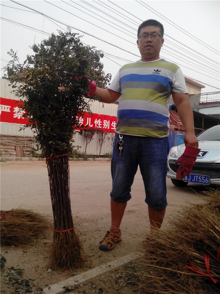 圍墻用的花椒苗一畝地產(chǎn)量