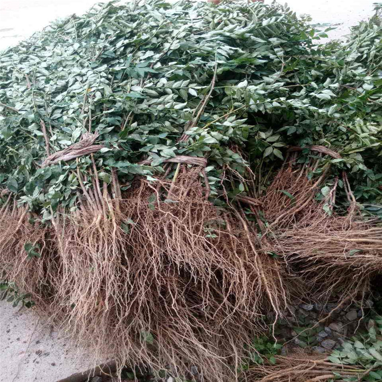 大紅袍花椒苗荒山栽種的花椒苗哪里好